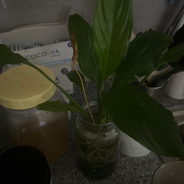 유저가 올린 식물 사진
