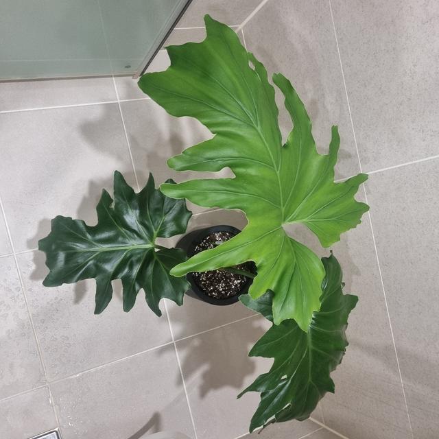 유저가 올린 식물 사진