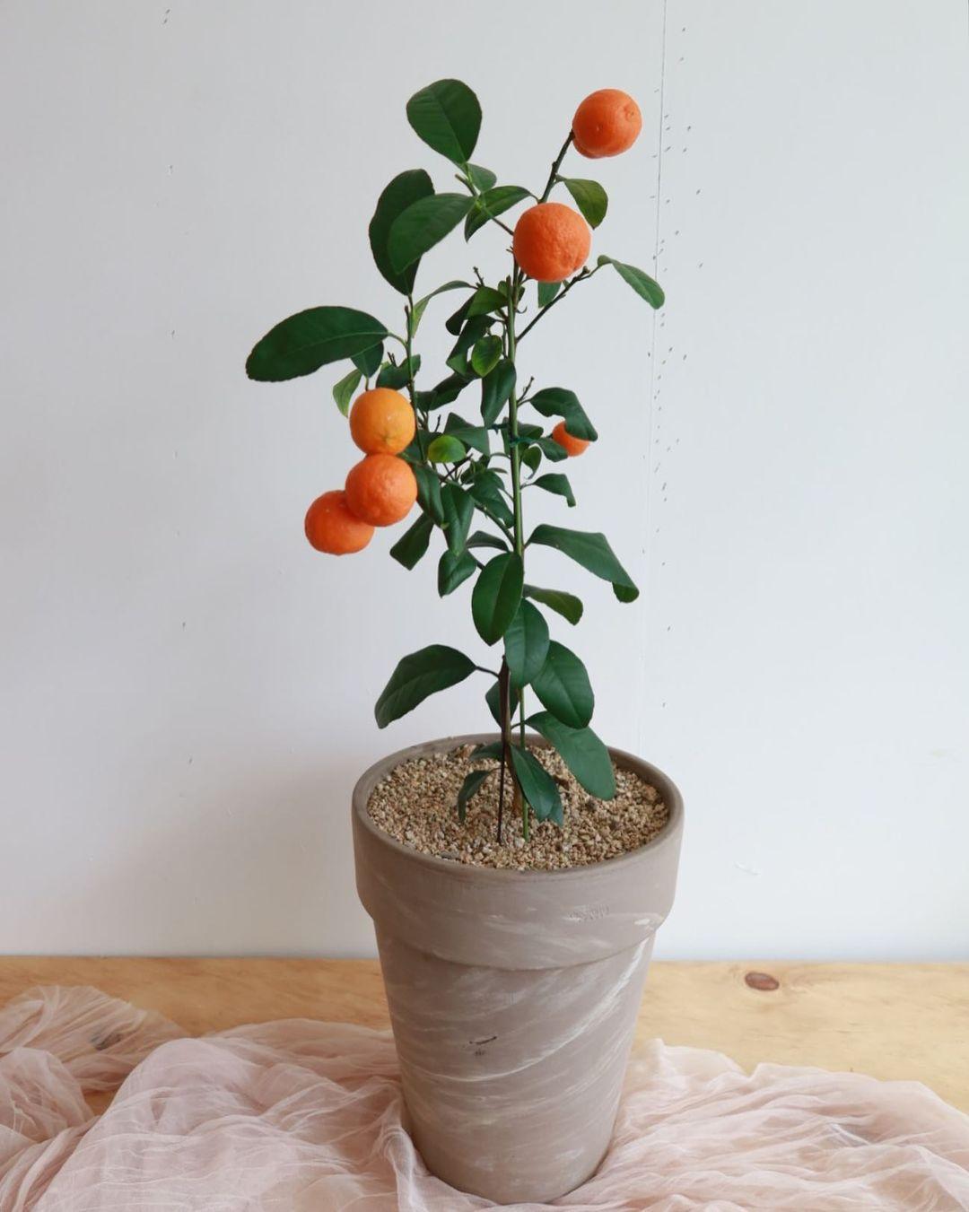 오렌지레몬나무