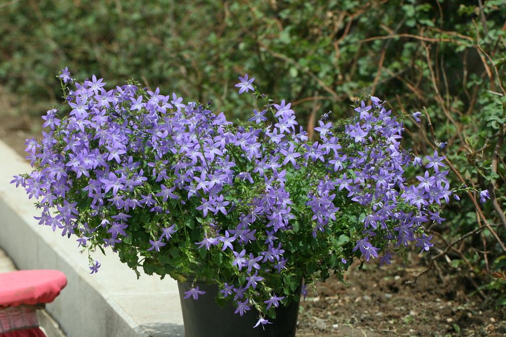 초롱꽃 블루워터폴스, 포스카르스키아나
