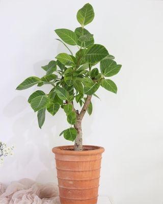 뱅갈고무나무/벵갈고무나무