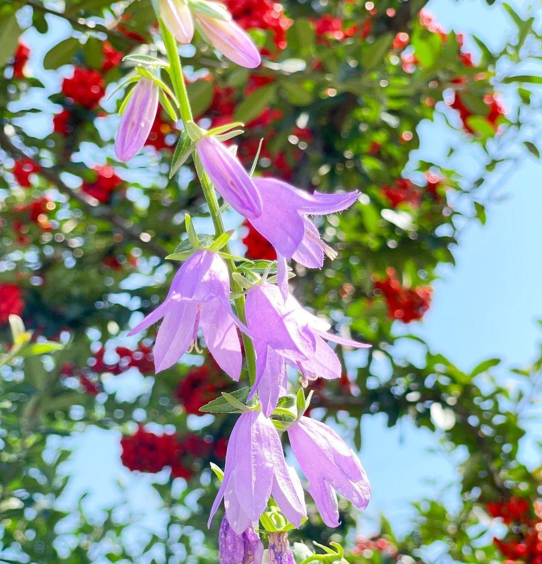 초롱꽃 블루워터폴스/포스카르스키아나