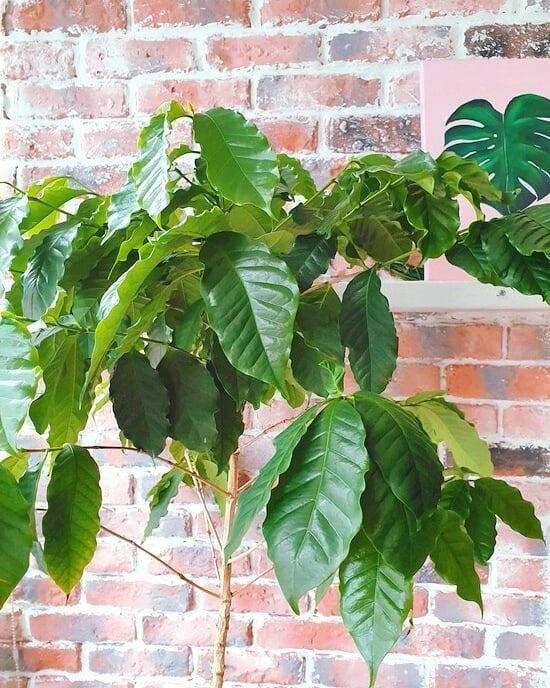 아라비카 커피나무