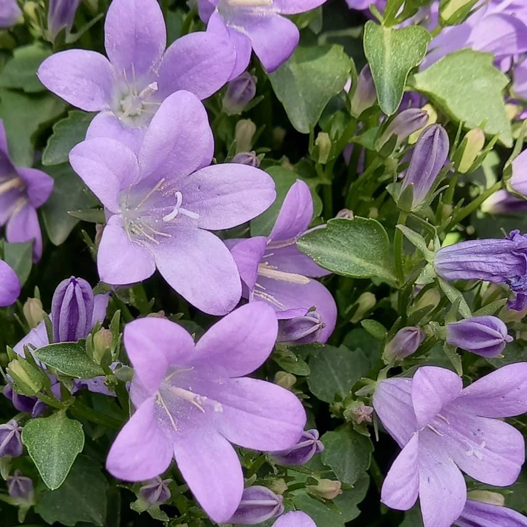초롱꽃 블루워터폴스, 포스카르스키아나