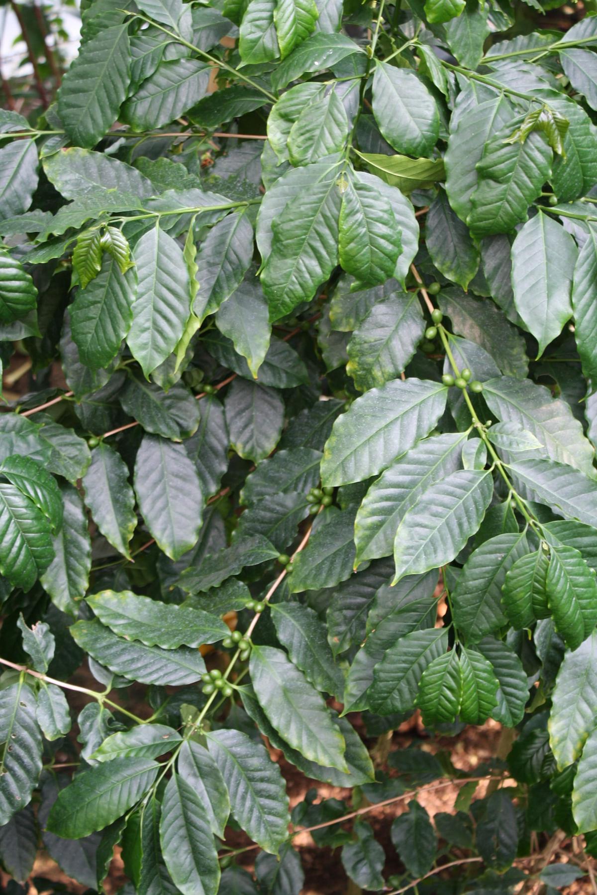아라비카 커피나무